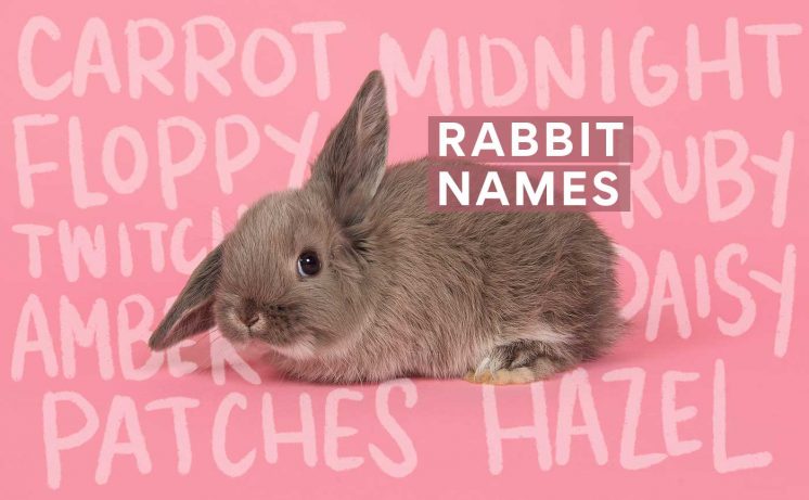 Bunny Names: The 300 Best Rabbit Names | BeChewy