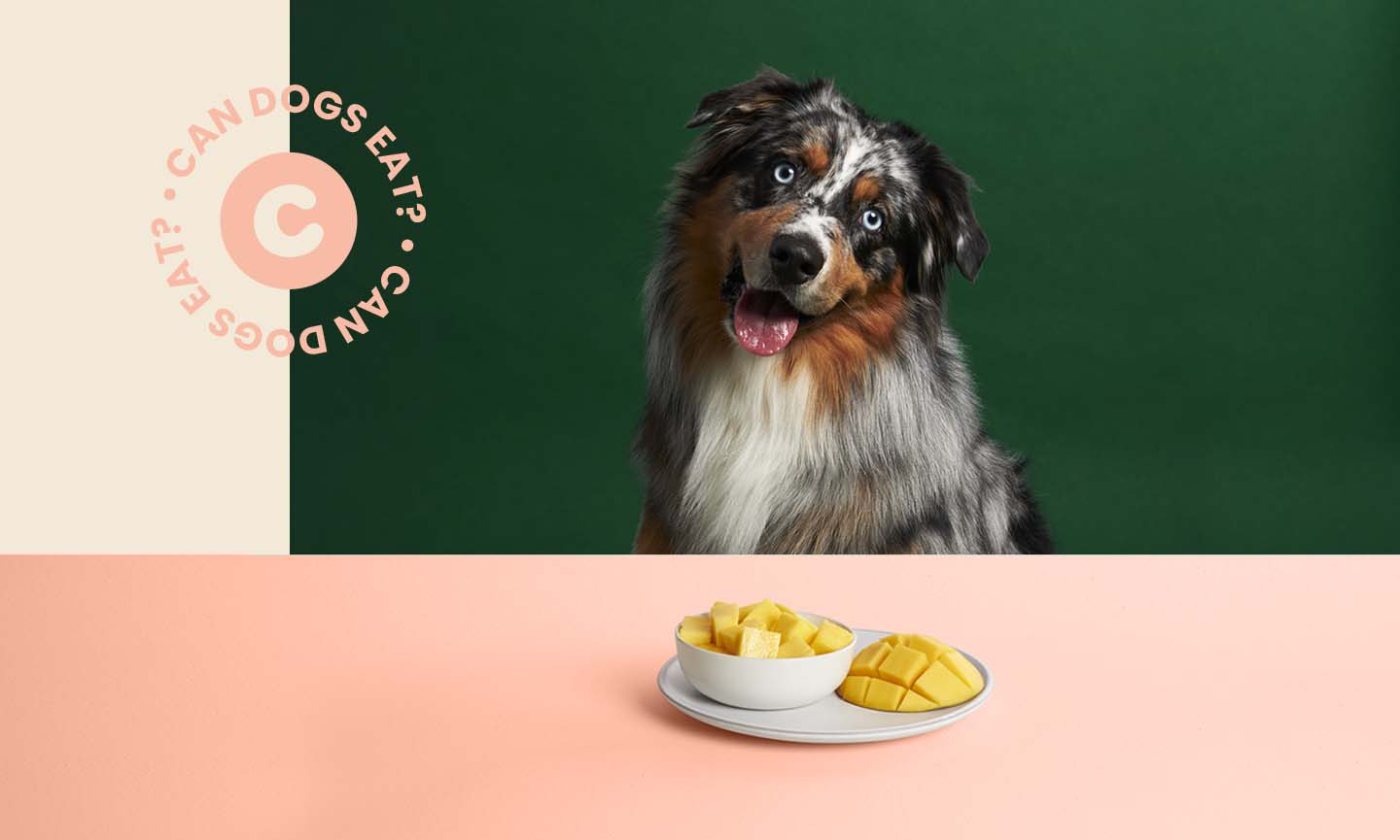 Can Dogs Eat Mango? Are Mangoes Good For Dogs?