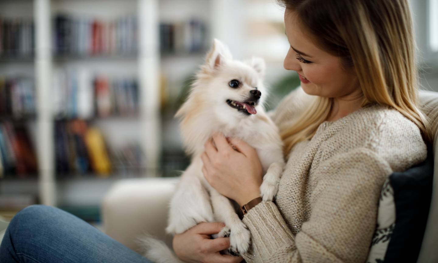 how to calm anxiety in dogs