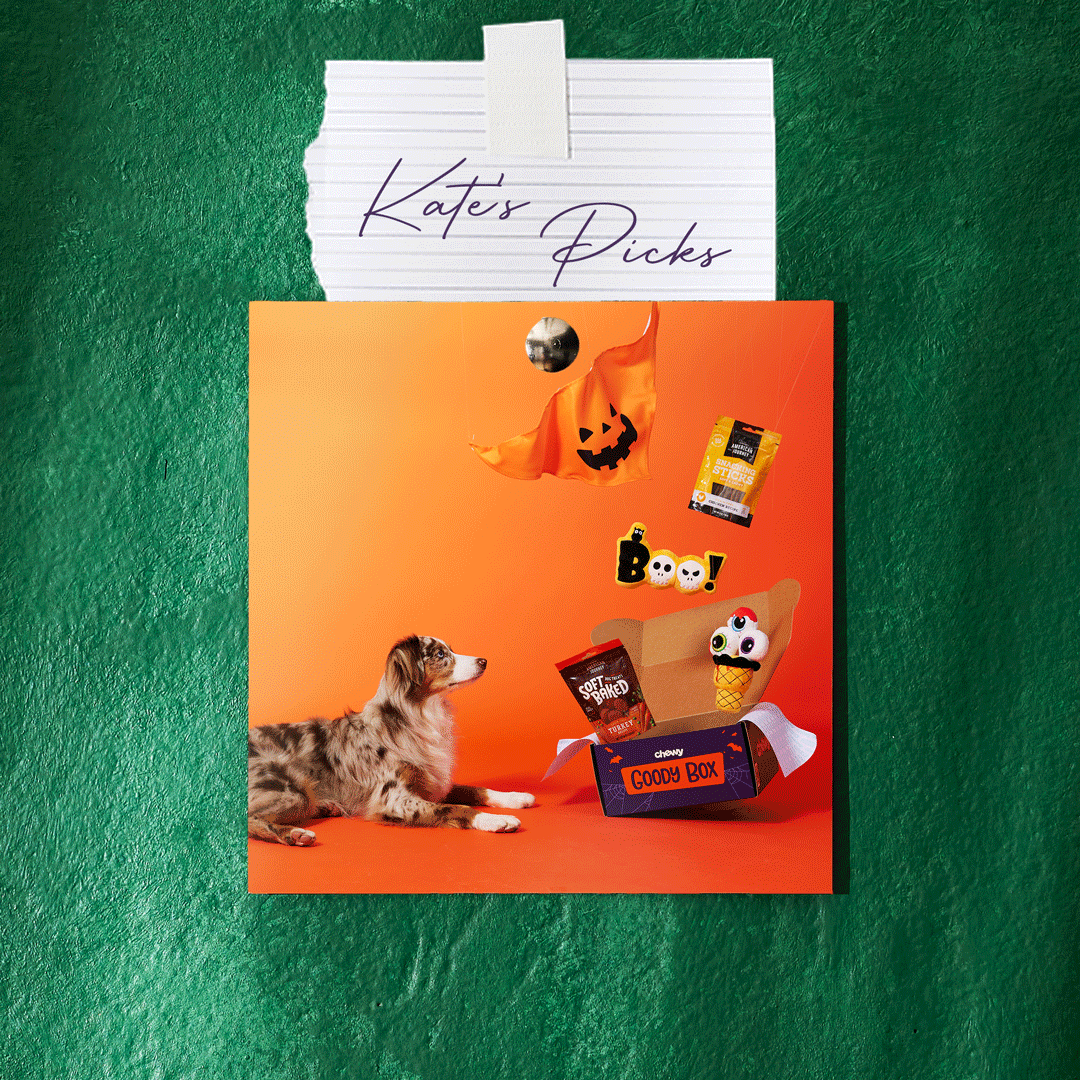 pet halloween gear - editors' picks- kate