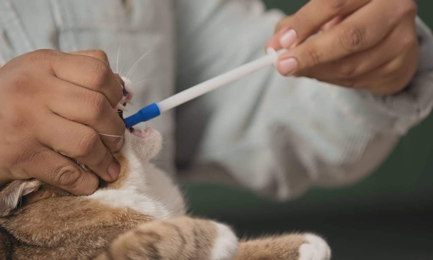 How to Give a Cat a Pill Tips and Tricks from a Vet BeChewy