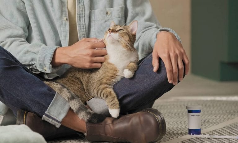 A Vet-Approved Guide to Giving a Cat a Pill (Yes, It <em>Is</em> Possible)