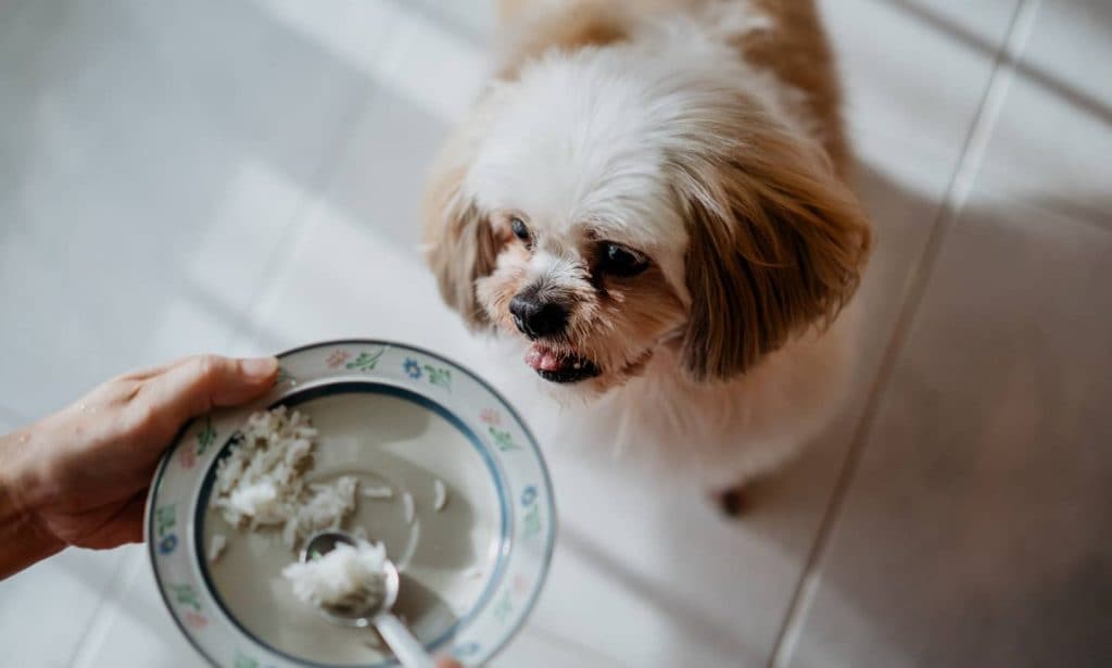 how do you introduce a new dog food to your dog