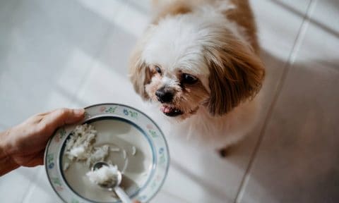 What Do You Feed a Dog with Diarrhea? Try These 6 Foods