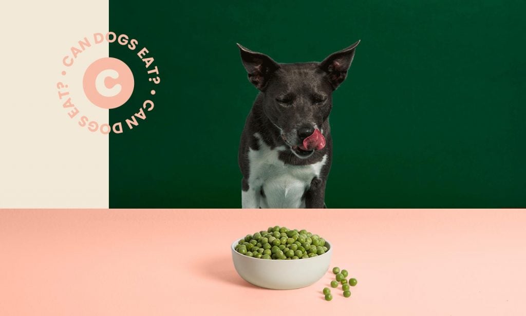 dog eating peas