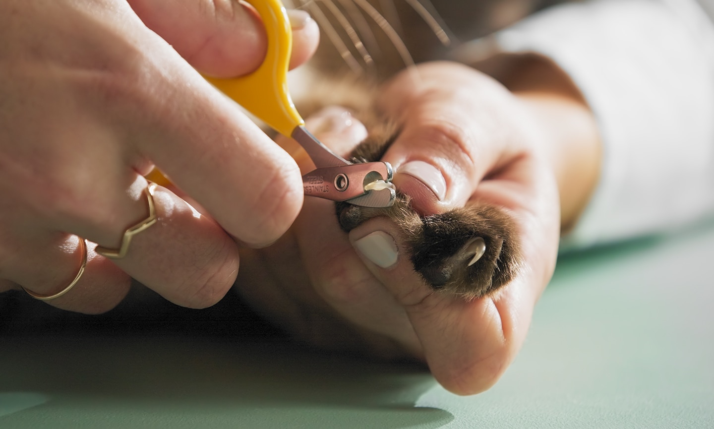 How to Trim Cat Nails: Step-by-Step Tips From a Pro | BeChewy