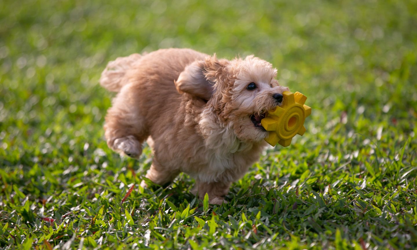 how do you calm a playful puppy