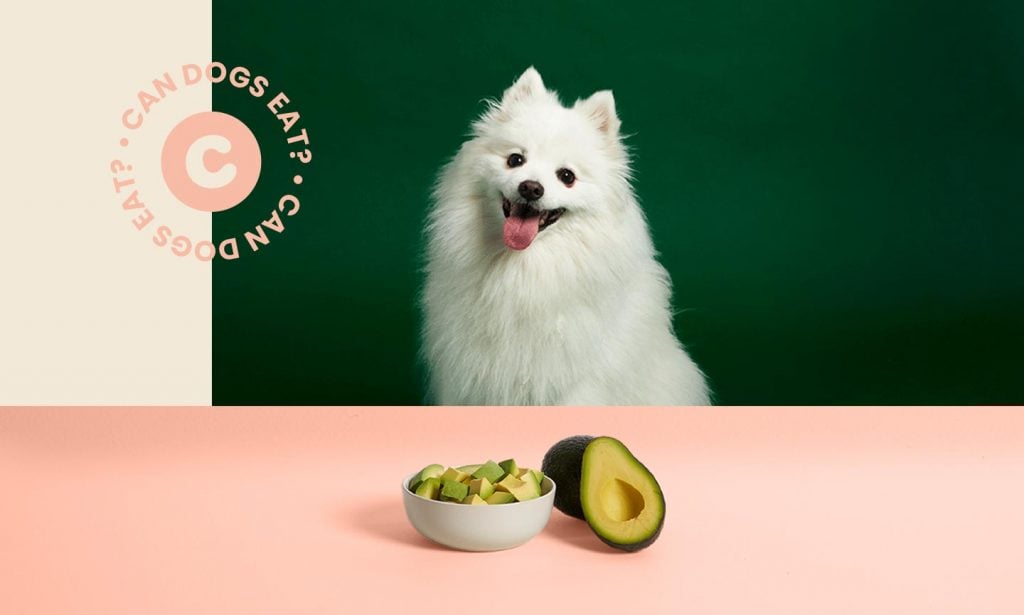 can a dog have avocado