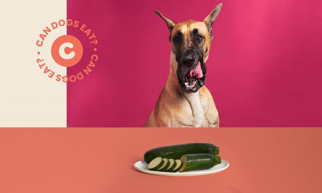 dog eating zucchini