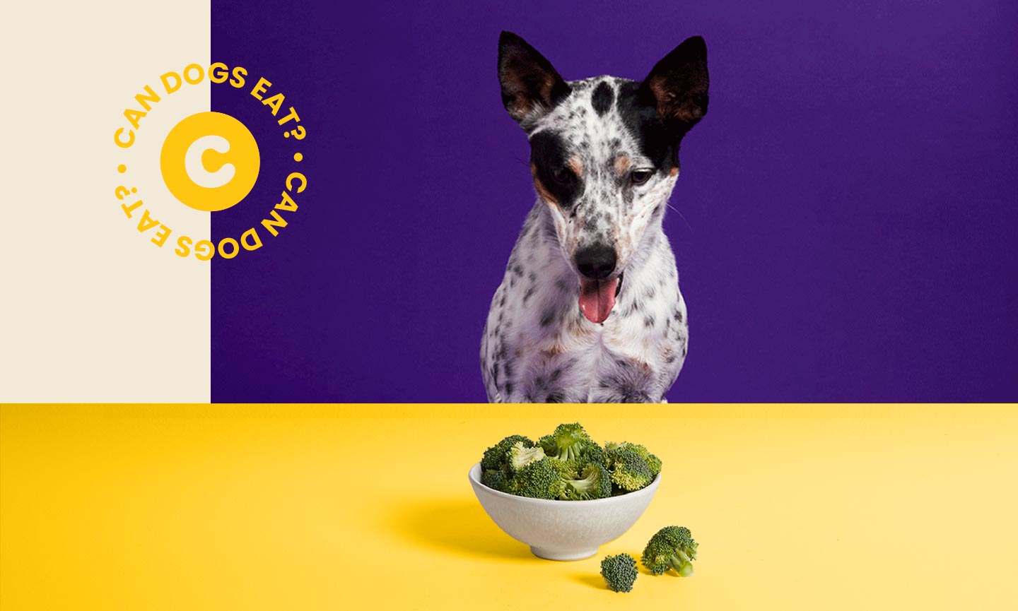 dog eating broccoli