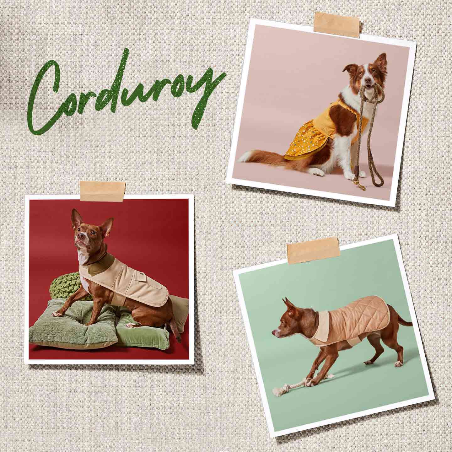fall winter fashion for dogs - corduroy trend