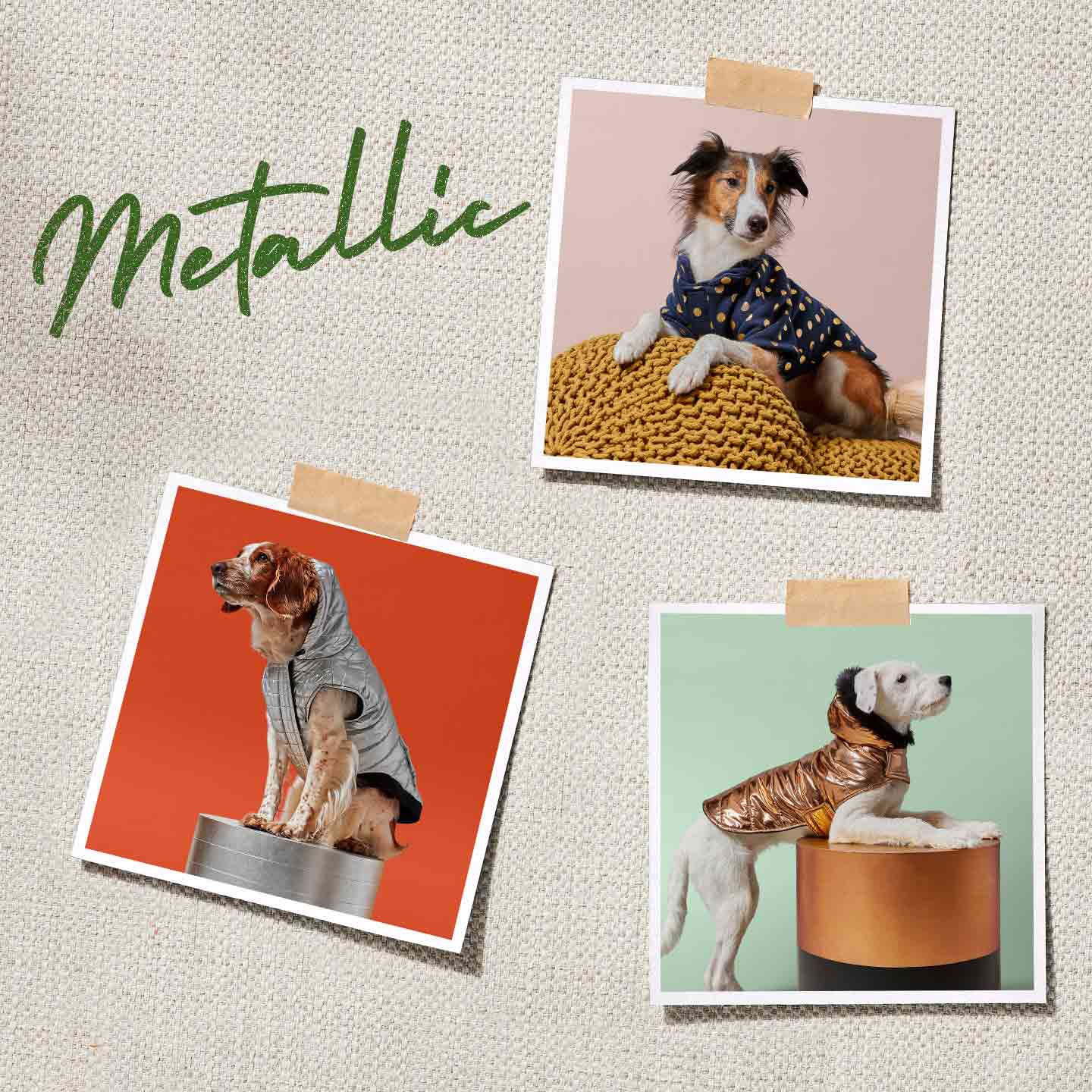 fall winter fashion for dogs - metallic trend