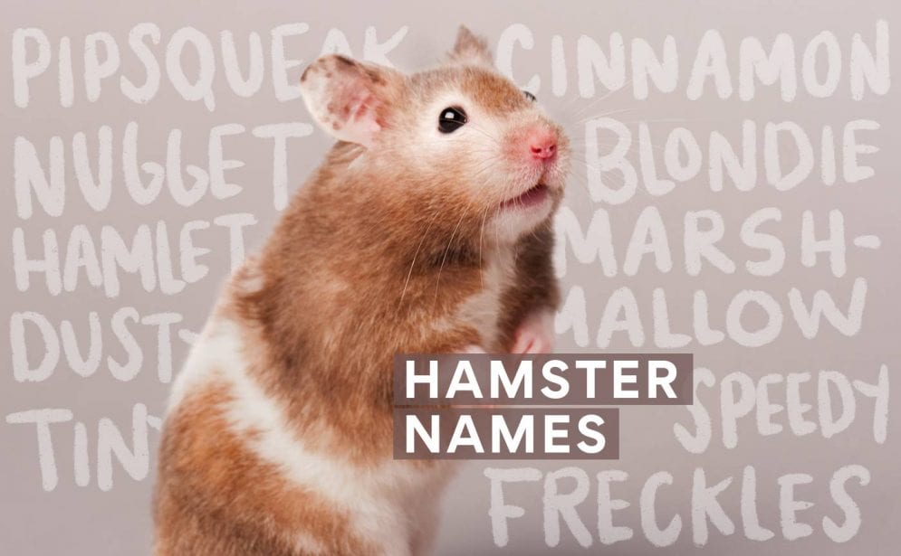 hamster names