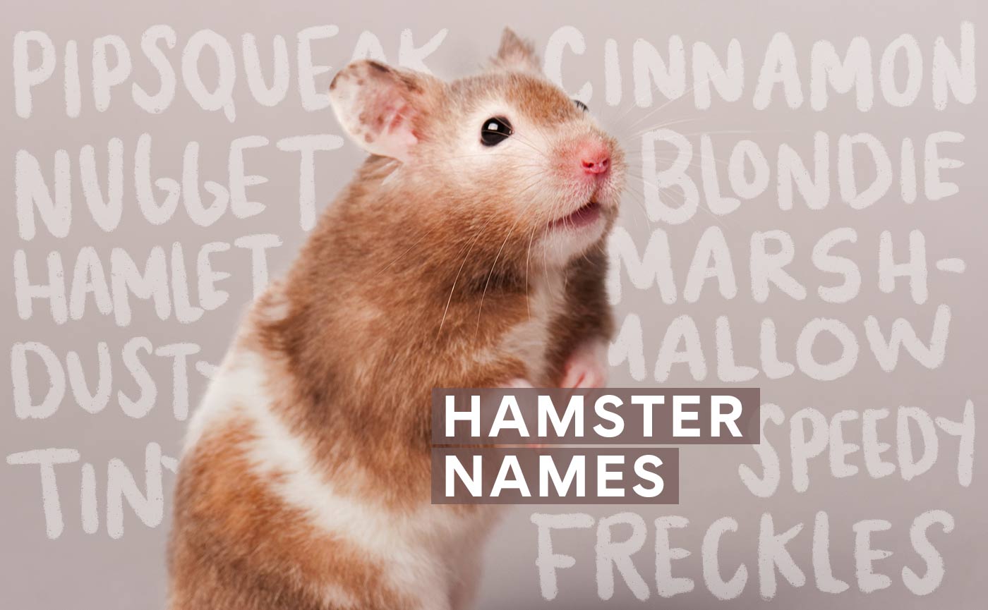 Hamster Names: 100+ Unique Names for Your New Hamster | BeChewy