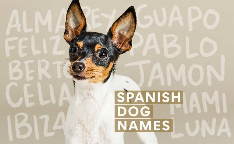 https://media-be.chewy.com/wp-content/uploads/2021/09/29120435/Spanish-Dog-Names-768x475.jpg