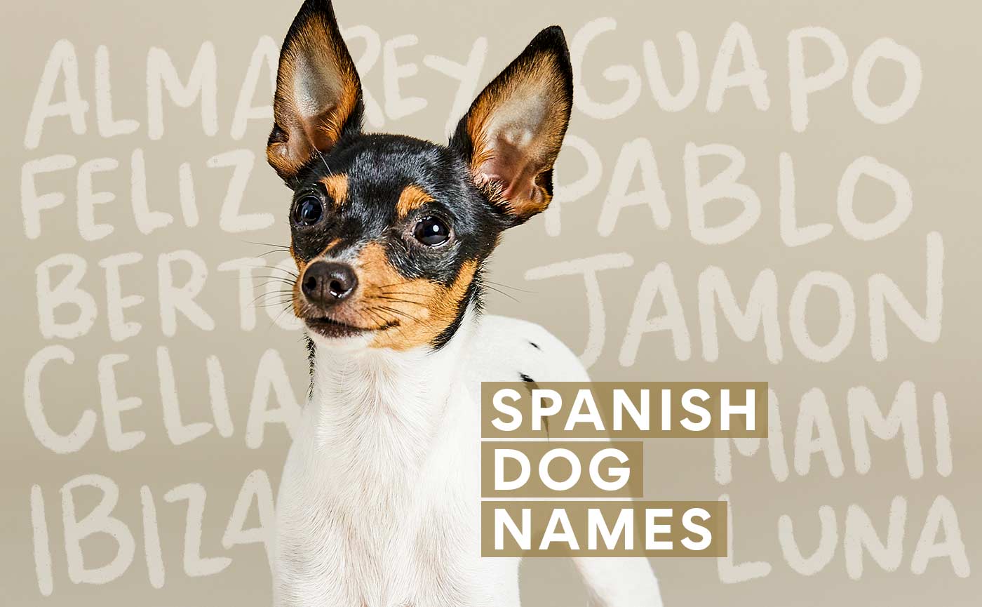 Spanish Dog Names: 200+ Spanish Names for Your New Pup | BeChewy