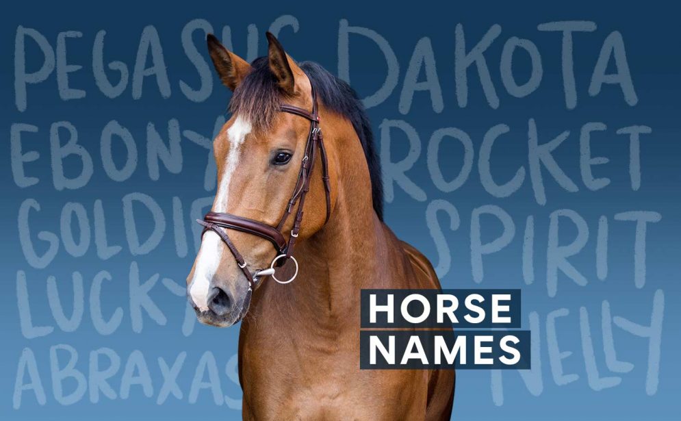 Top 80 Names for Paint Horses  