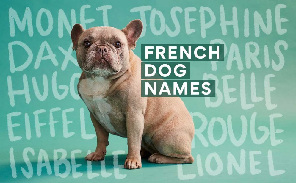 The 200 Best French Dog Names BeChewy