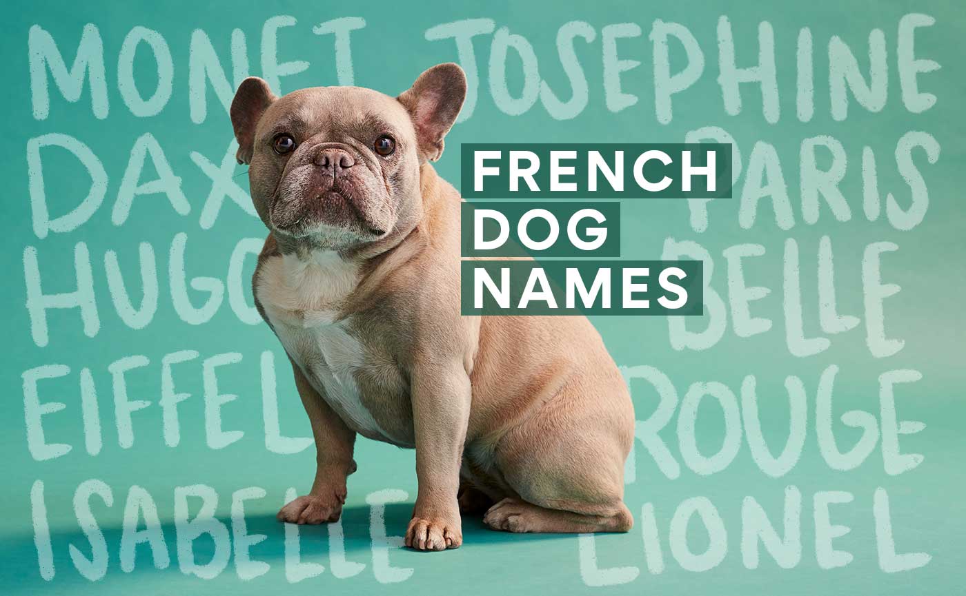 French Dog Names 