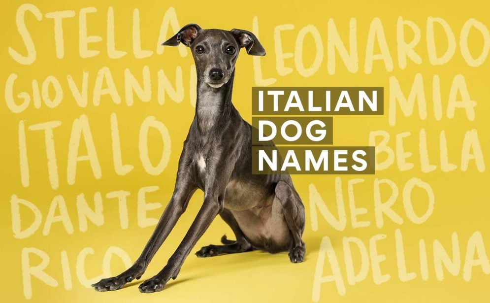 italian dog names