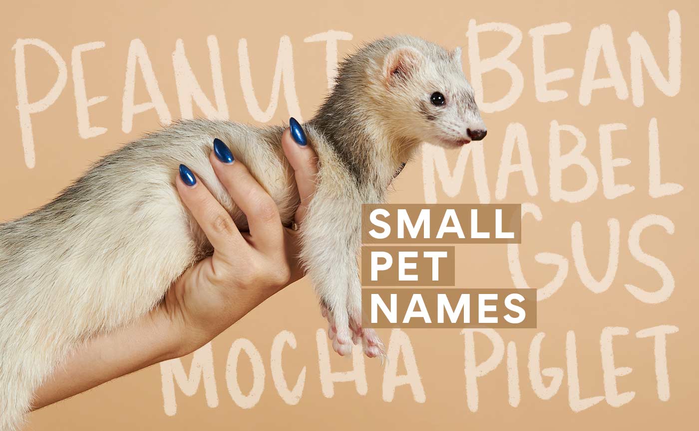 300 Small Animal Names for Guinea Pigs, Ferrets & More | BeChewy