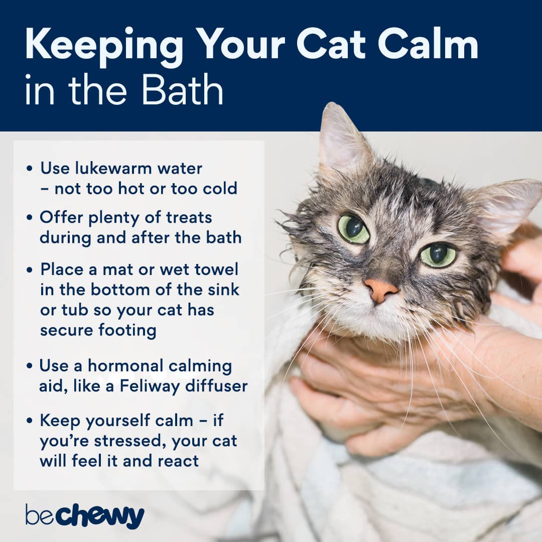 How to Bathe a Cat - CatPedia