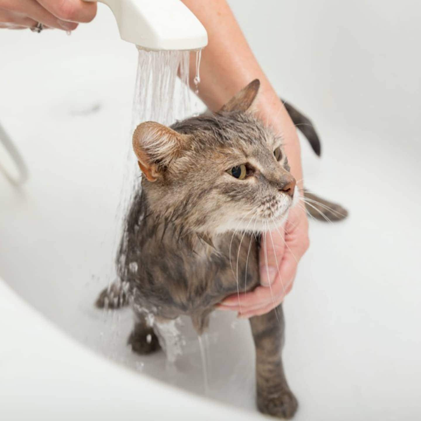 what to avoid when bathing a cat