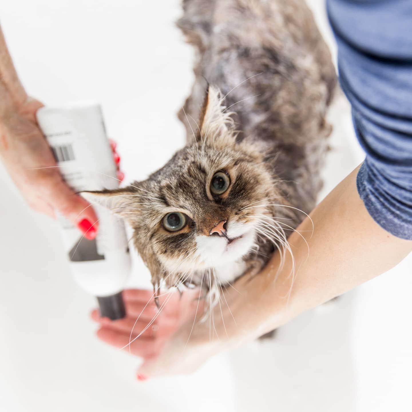 How to Bathe a Cat & How Often You Should Do It, Johns Creek Vets