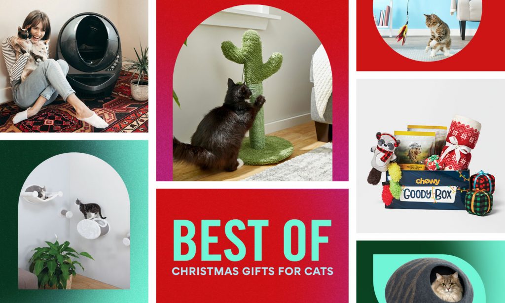 The Best Christmas Gifts for Cats of 2021 BeChewy