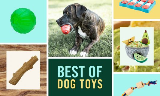 best dog toys