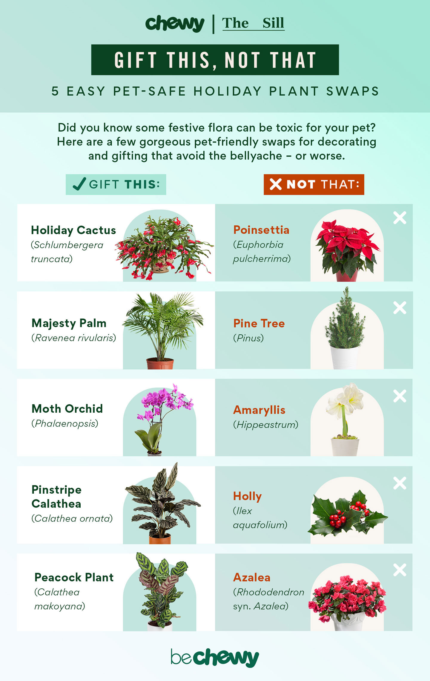 gift this, not that: 5 pet-safe holiday plants | bechewy
