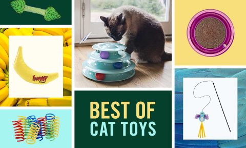 chewy interactive cat toys