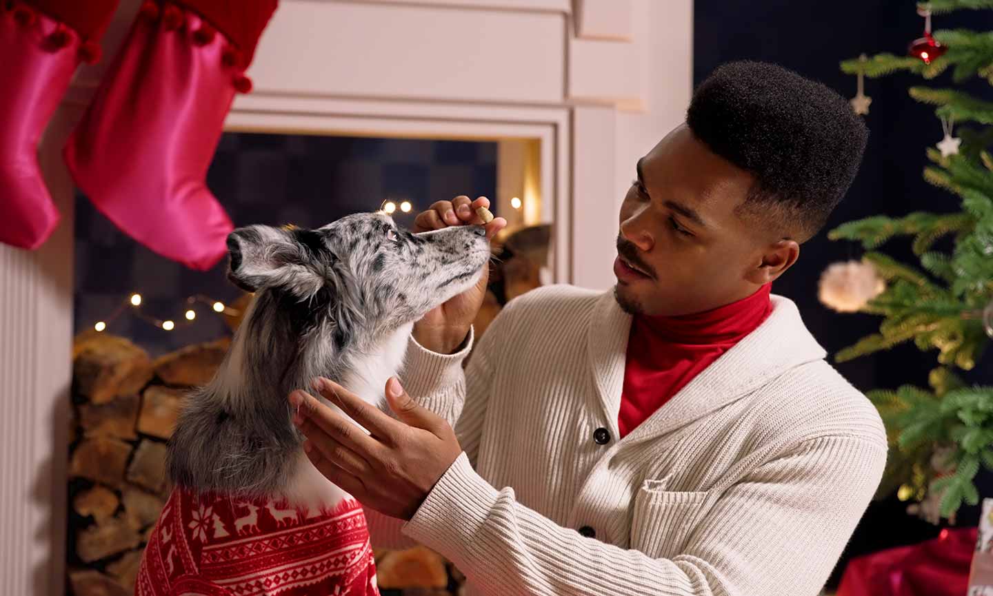 holiday pet photos