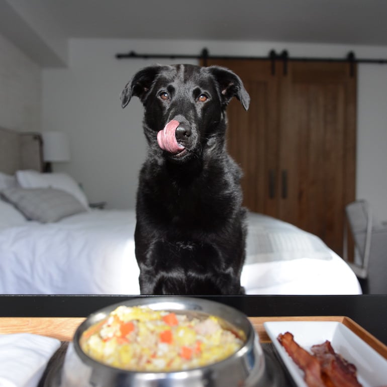 10 Best Pet Friendly Hotels Katy TX - Where Pets are Welcome