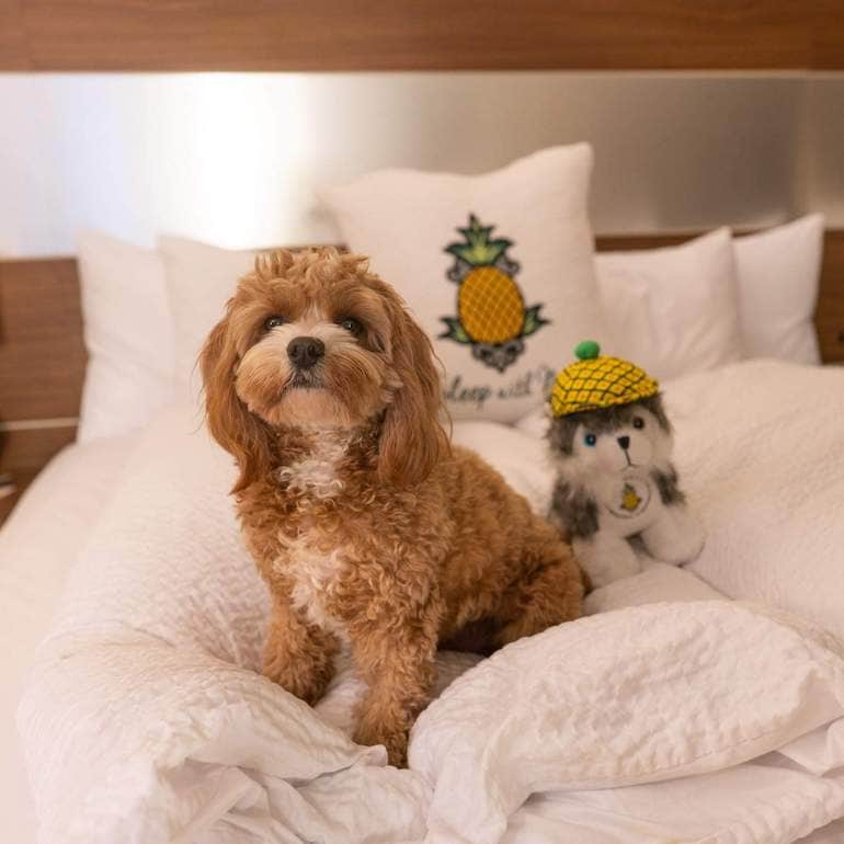 10 Best Dog-Friendly Winter Vacations | BeChewy