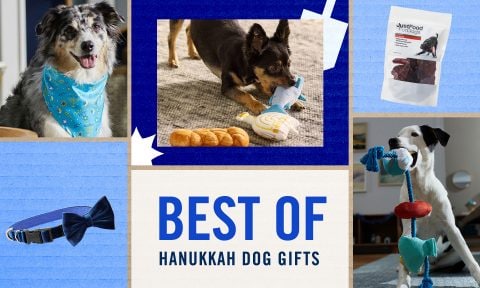 chanukah dog toy