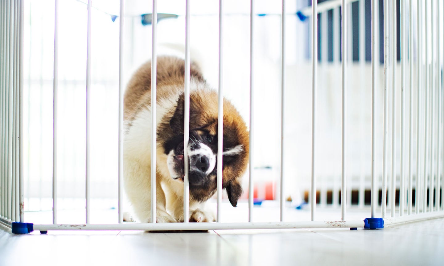 https://media-be.chewy.com/wp-content/uploads/2021/11/19155417/puppy-first-christmas-puppy-proof.jpg