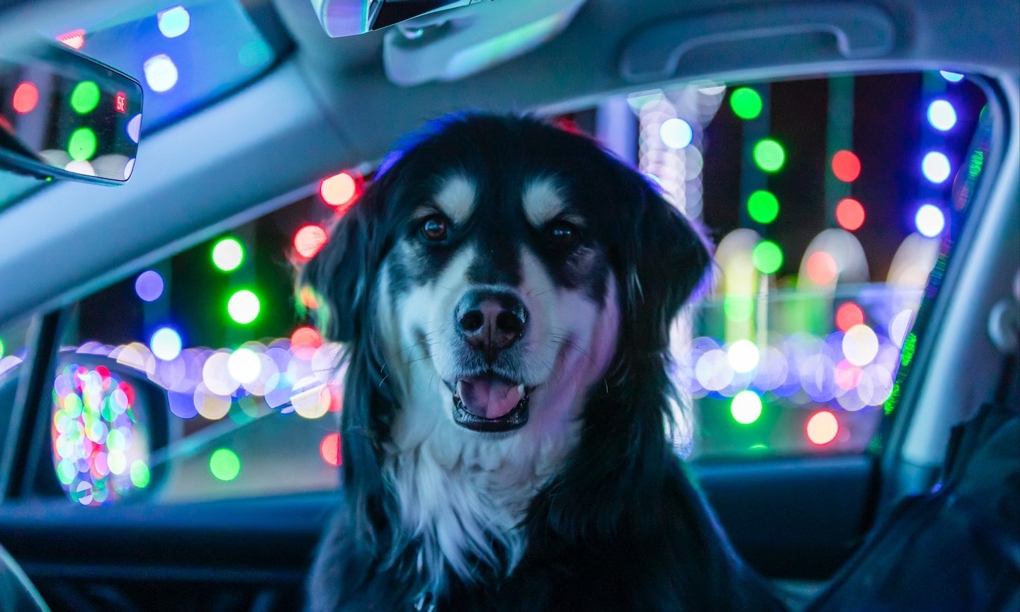 The Best Dog Friendly Holiday Light Shows Across the U.S. BeChewy