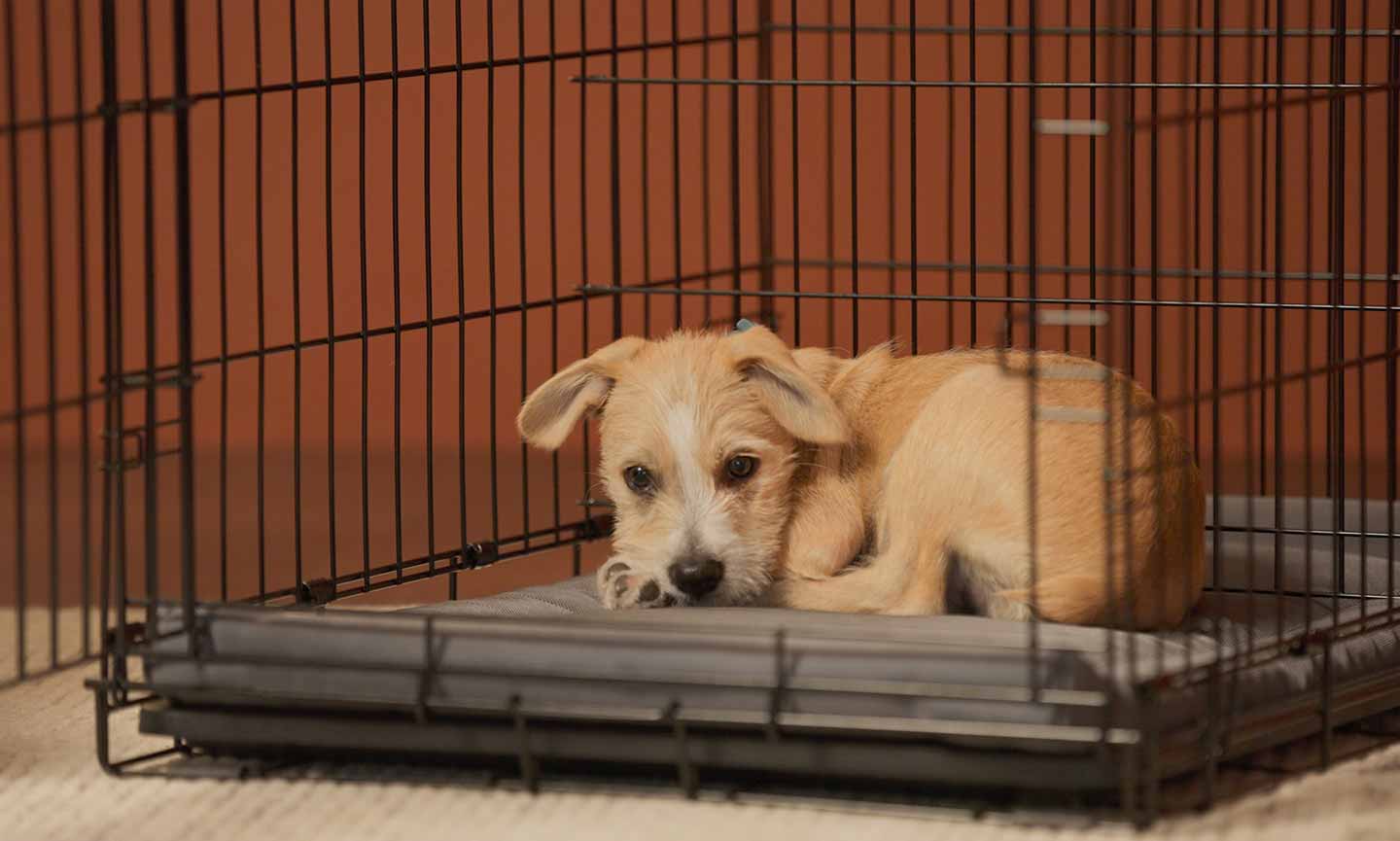 Crate training a shop puppy for potty training