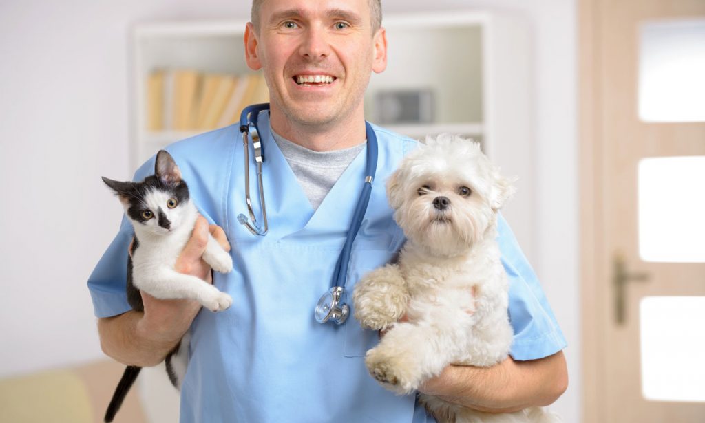 finding a vet-tips on how to find a good vet