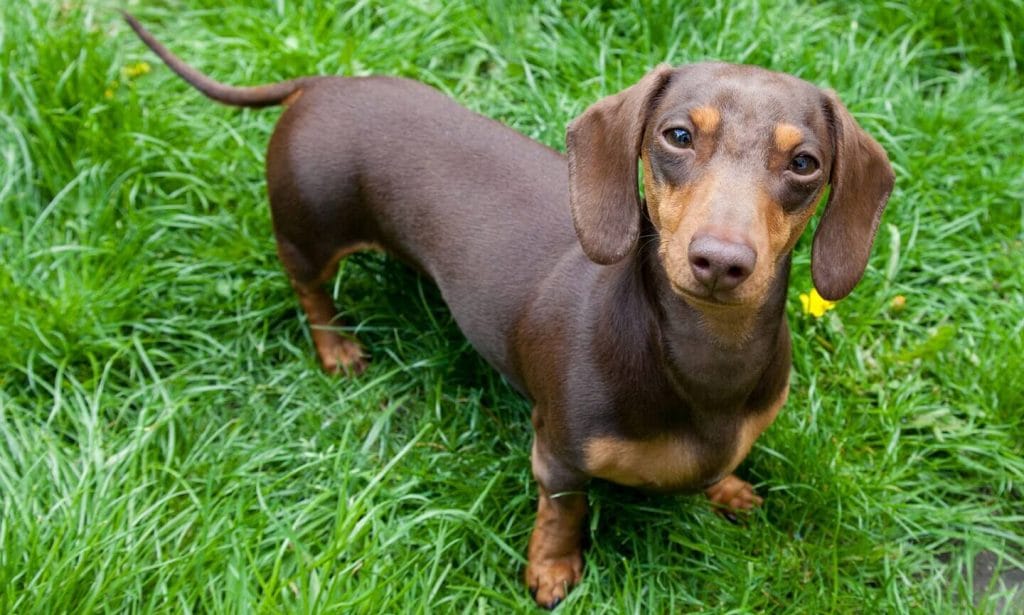 Dachshunds love opportunities to play and bond with their family. Learn more about this delightful breed in our guide. 