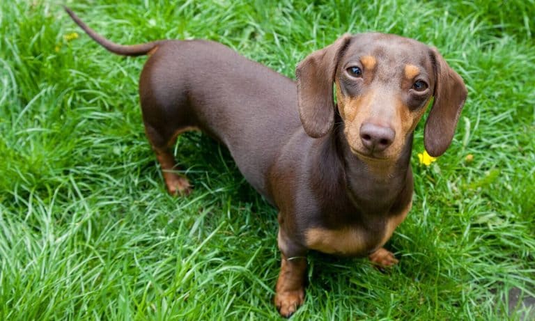 Basset hound and hot sale weiner dog mix