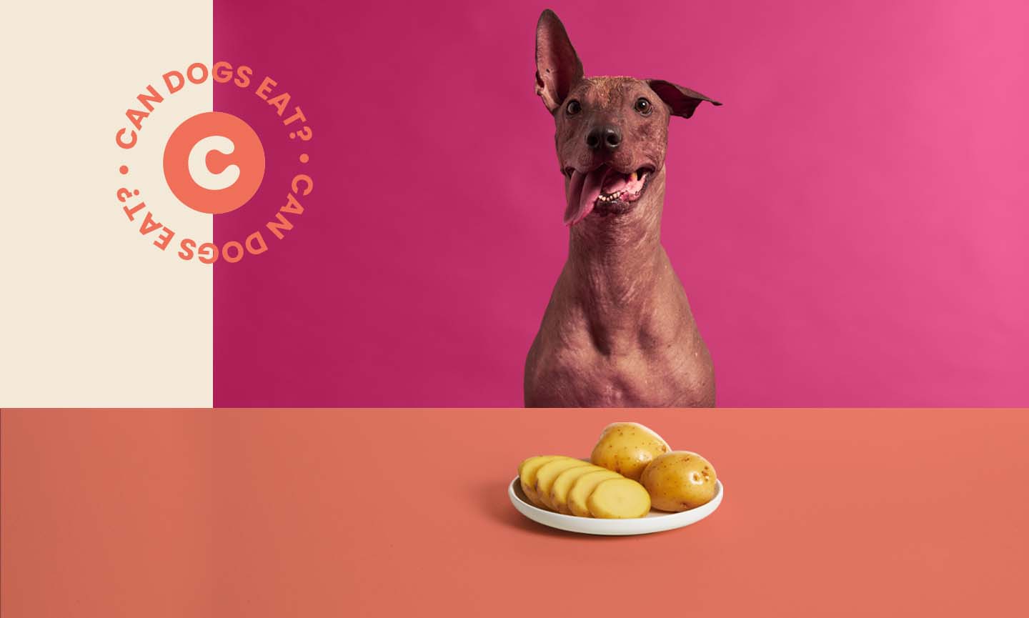 Can Dogs Eat Potatoes? Everything You 