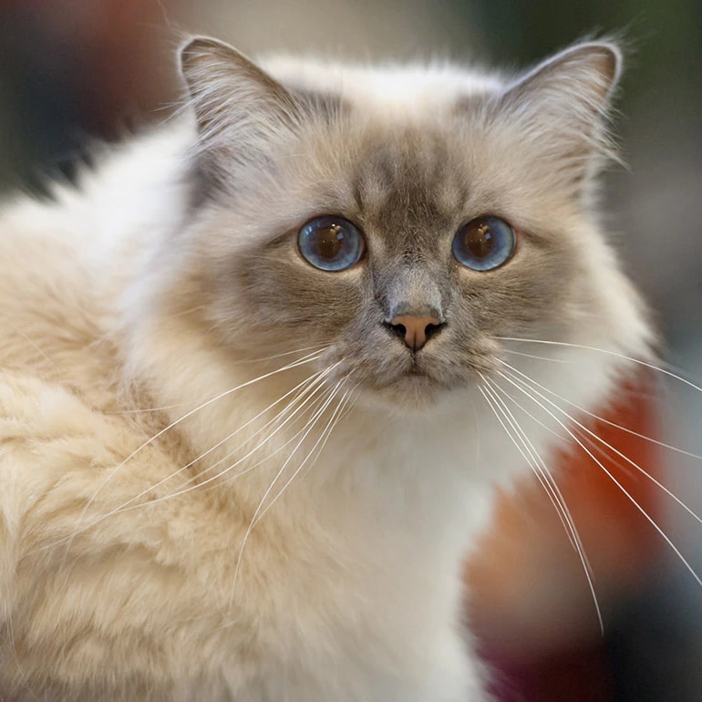 Why is a Ragdoll the Best Cat for Allergies