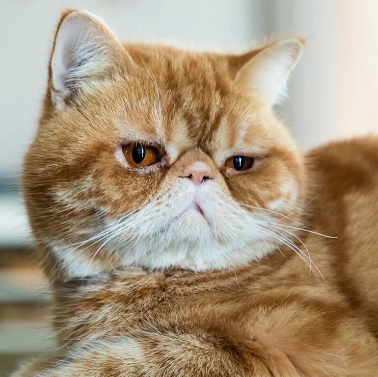 10 Small Cat Breeds That Look Like Cuddly Kittens Forever