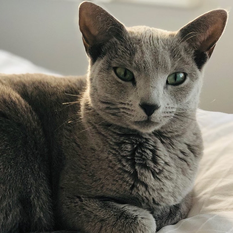 low shedding house cats