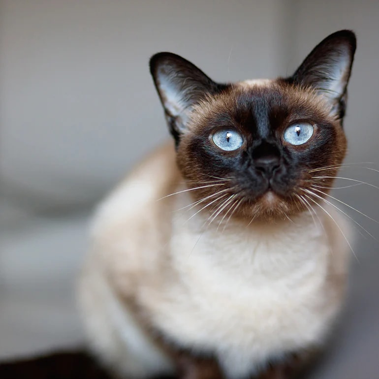 20 Cat Breeds That Don’t Shed | BeChewy