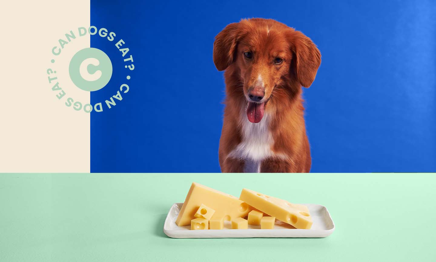 Dog eat cheese can