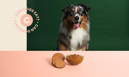 Can dogs eat sweet potato