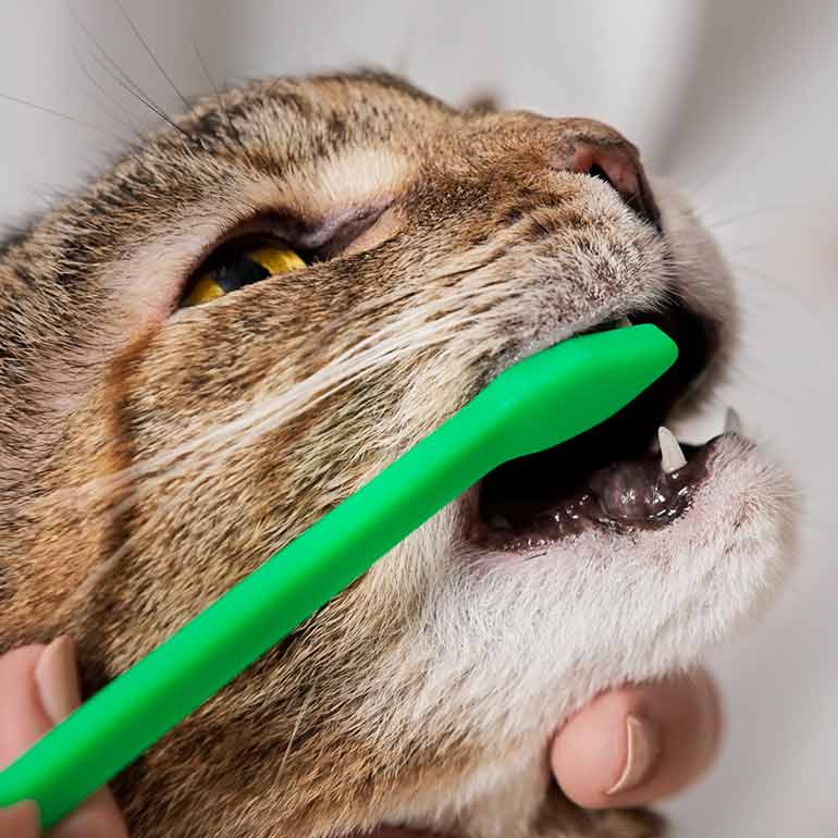 how to brush cats teeth